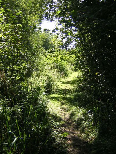 Trees in Vavasseur's Wood